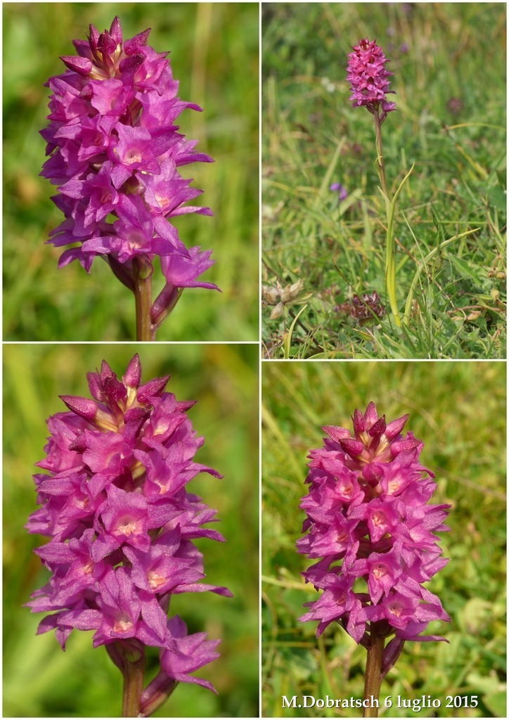 Orchidee alpine austriache ( M.Traweng, Burgeralm, Petzen, M.Dobratsch)